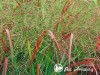 Sora rykštėtoji  ,Rehbraun' (lot.  Panicum virgatum)